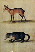 Ulisse Aldrovandi - Red Hartebeest and Mountain Coati - WGA00140