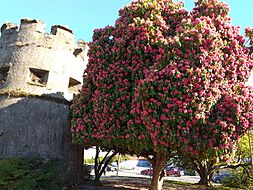 Archivo:Valdivia Torreón del Barro