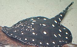 White-blotched River Stingray Potamotrygon leopoldi 2284px.jpg