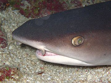 Archivo:Whitetip reef shark head