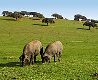 051127 1126 Villalba de los Llanos - La Utrera - Encinas cerdos ibéricos T91 edited