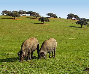 Archivo:051127 1126 Villalba de los Llanos - La Utrera - Encinas cerdos ibéricos T91 edited