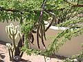 Acacia-schaffneri-seed-pods