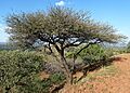 Acacia nilotica, Wonderboom Natuurreservaat