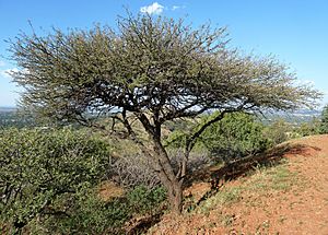 Archivo:Acacia nilotica, Wonderboom Natuurreservaat
