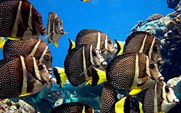 Acanthurus guttatus, Samoa Americana.jpg