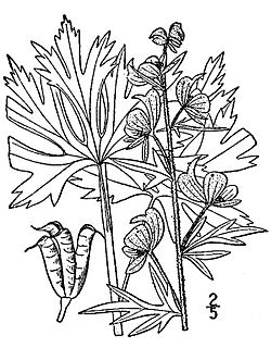 Aconitum-noveboracense01.jpg