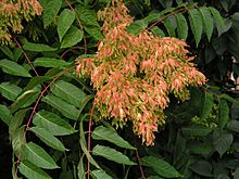 Archivo:Ailanthus-altissima