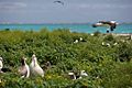 Albatross birds at Northwest Hawaiian Islands National Monument, Midway Atoll, 2007March01