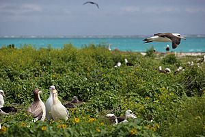 Archivo:Albatross birds at Northwest Hawaiian Islands National Monument, Midway Atoll, 2007March01