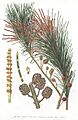 Allocasuarina littoralis