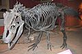 Allosaurus fragilis USNM4734