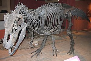 Archivo:Allosaurus fragilis USNM4734