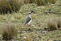 Andean Lapwing 2015-06-03 (4) (40310072511)