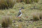 Vanellus resplendens