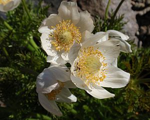 Archivo:Anemone occidentalis (1)