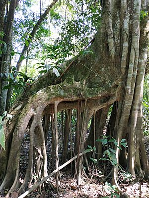 Archivo:Arbol 2 Madrevieja