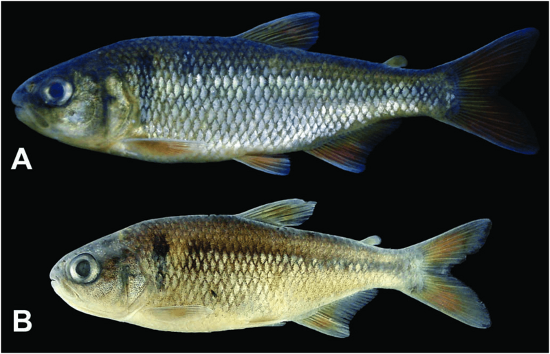 Astyanax eremus
