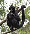 Ateles fusciceps Colombia