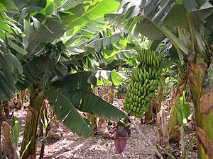 Archivo:Banana plantation