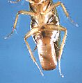 Blatella germanica cdc
