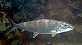 Bonefish Albula vulpes