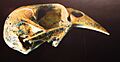 Carduelis triasi skull