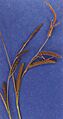 Carexangustata