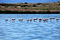 Chilean Flamingos (5479385789)
