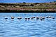 Chilean Flamingos (5479385789).jpg