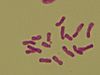 Chromosomes of Allium ascalonicum.jpg