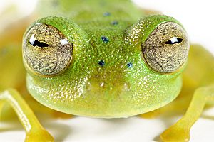 Archivo:Cochran's glass frog (14793099217)