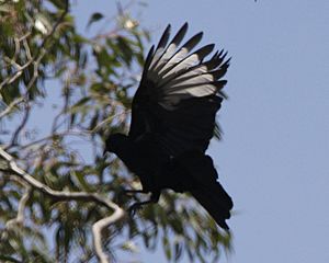 Archivo:Corcorax melanorhamphos -Brisbane Ranges National Park-8