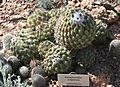 Coryphantha calipensis - Desert Botanical Garden