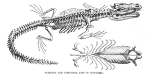 Archivo:Crocodilelyd5
