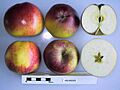 Cross section of Arkansas, National Fruit Collection (acc. 1955-093)