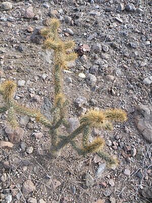 Archivo:Cylindropuntia alcahes (5770190459)