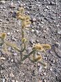 Cylindropuntia alcahes (5770190459)