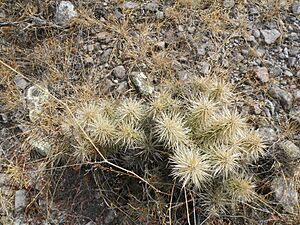 Archivo:Cylindropuntia tunicata (5692751018)