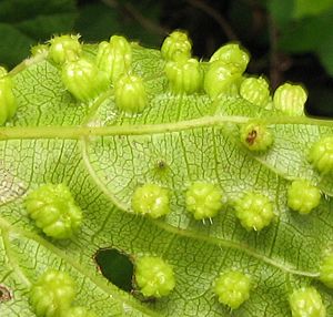 Archivo:Daktulosphaira vitifoliae. closeup