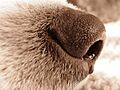 Dog nose