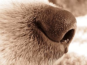 Archivo:Dog nose