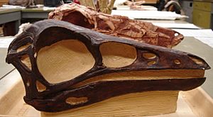 Archivo:DromiceiomimusSkull