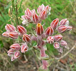 Dudleya palmeri 2.jpg
