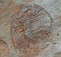 Eccaparadoxides mediterraneus - Murero, Zaragoza - Museo Geominero 02