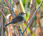 Archivo:Euscarthmus meloryphus -Piraju, Sao Paulo, Brazil-8