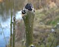 Fraxinus-excelsior-09-01-2008-172b