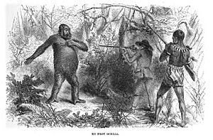 Archivo:French explorer Paul du Chaillu at close quarters with a gorilla