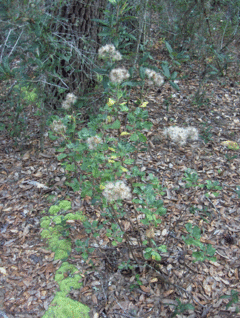 Garberia heterophylla.gif