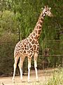 Giraffa camelopardalis rothschildi 1